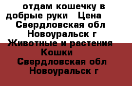 отдам кошечку в добрые руки › Цена ­ 1 - Свердловская обл., Новоуральск г. Животные и растения » Кошки   . Свердловская обл.,Новоуральск г.